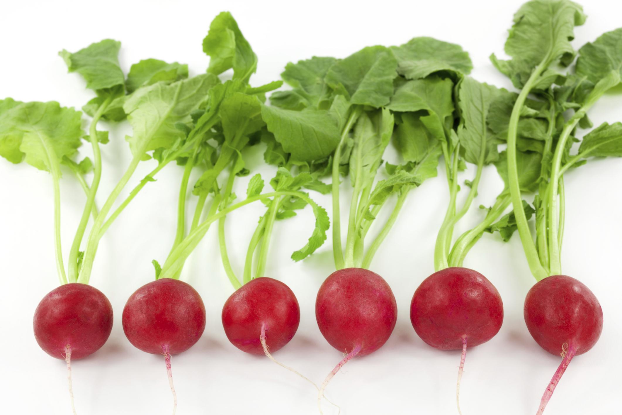 Radish