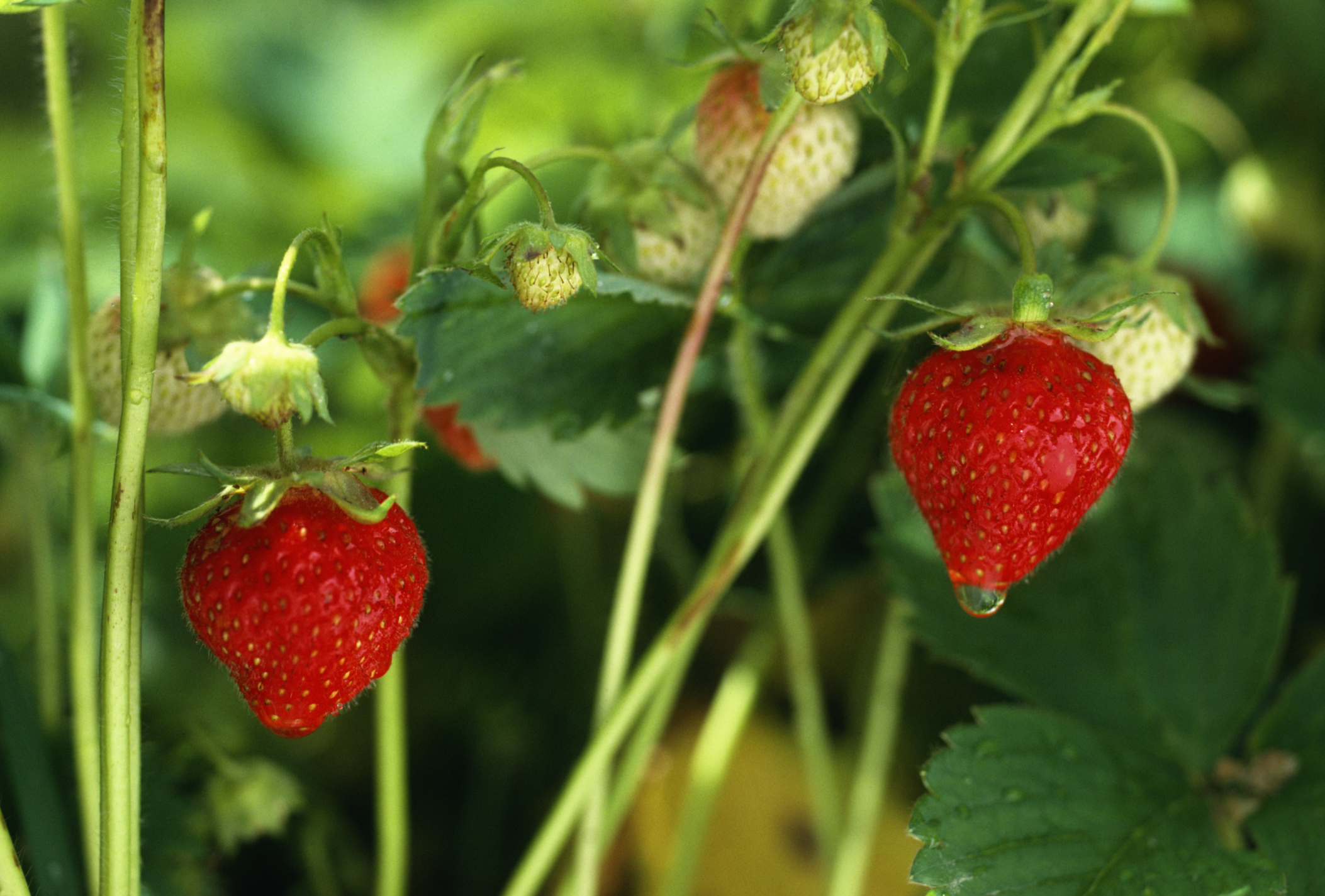 How much water do strawberry plants need information