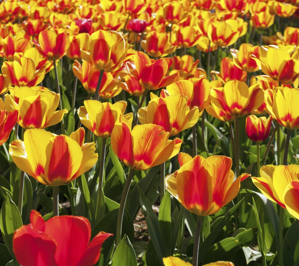 Orange-Red-Tulip