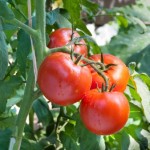 tomato-plant