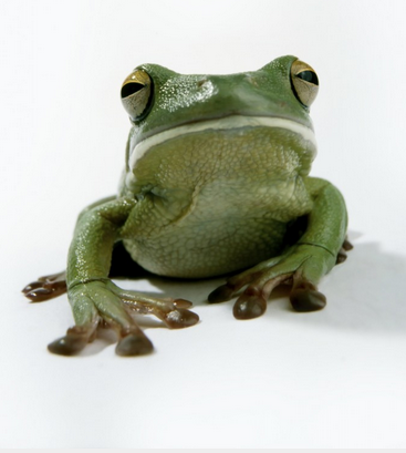 frog.1