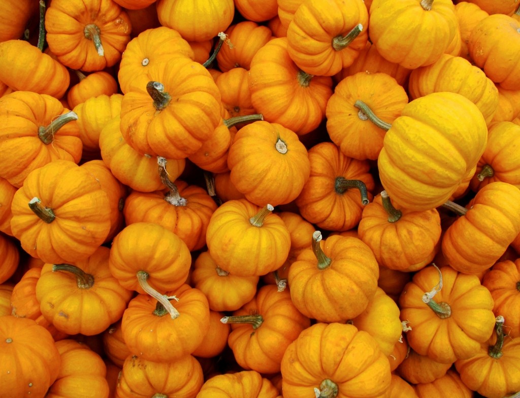 pumpkins