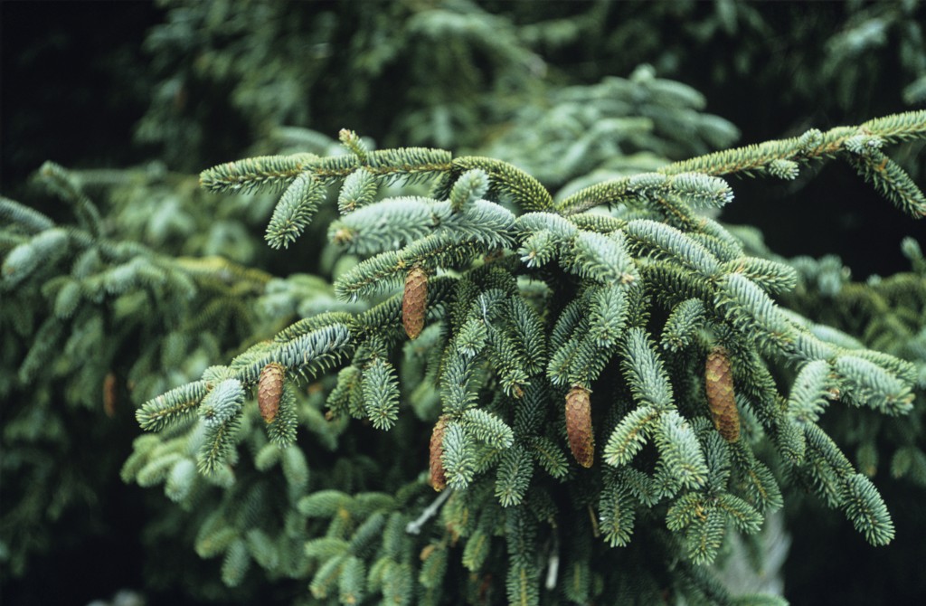 Evergreen-Tree