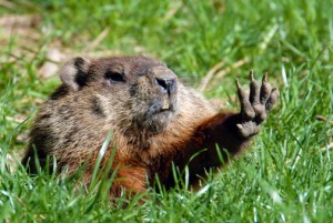 Groundhog-Day