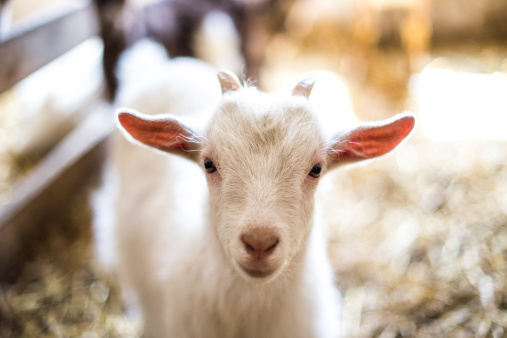 baby-goat
