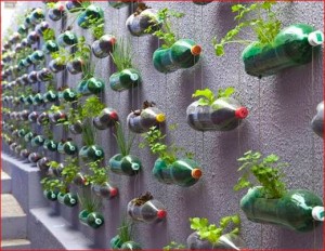 soda-bottle-garden