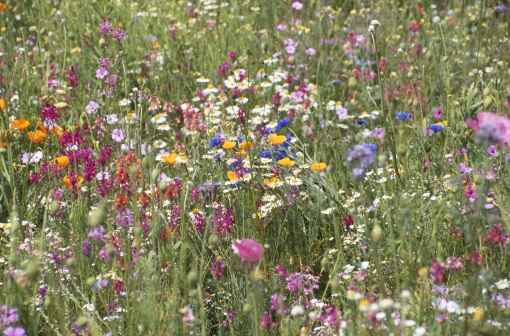 wildflowers