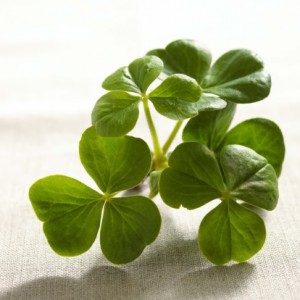 Shamrock