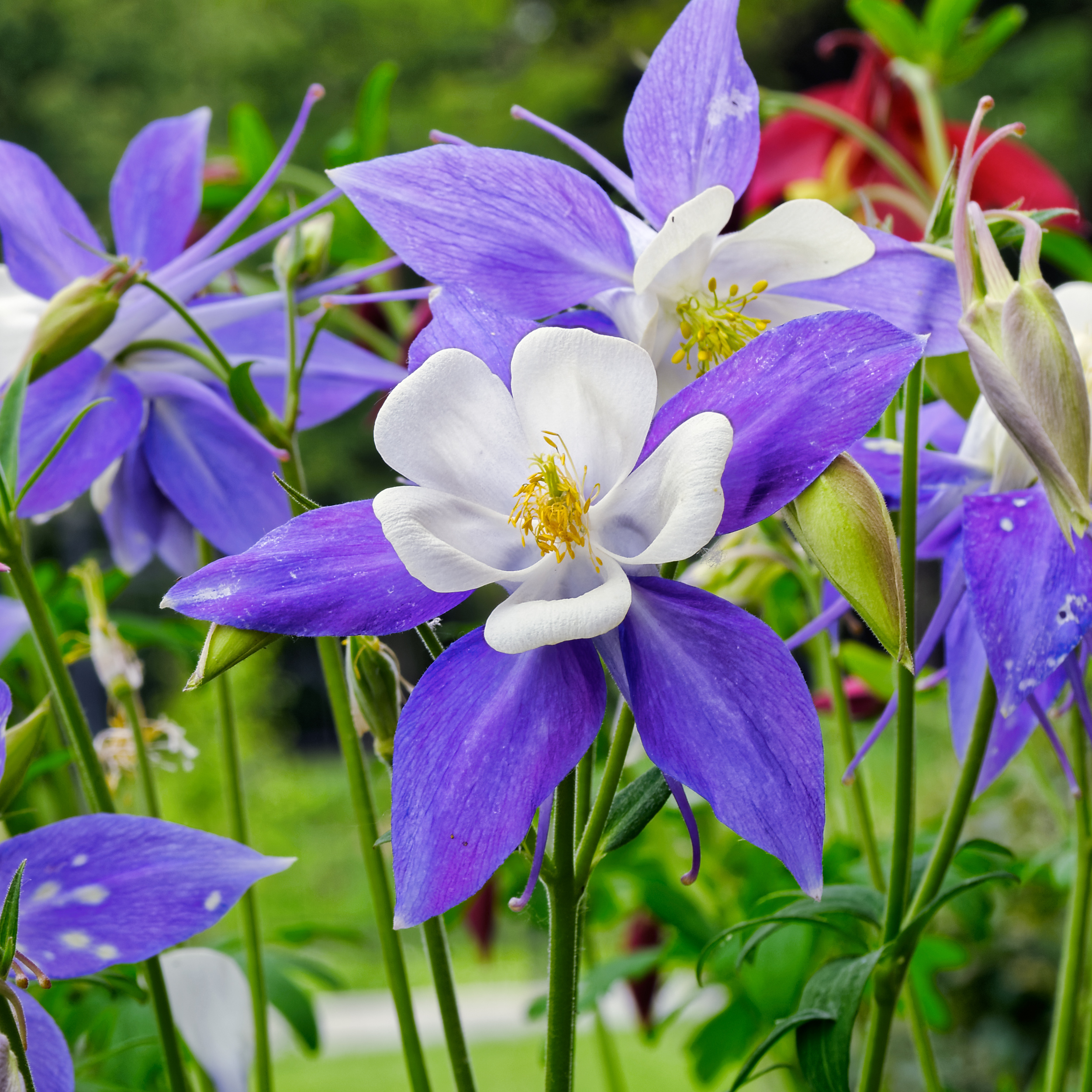 When to plant columbine Idea