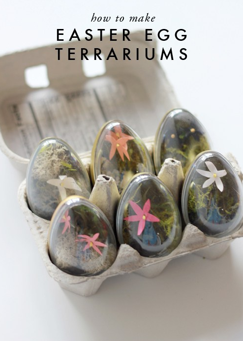 Egg-terrariums