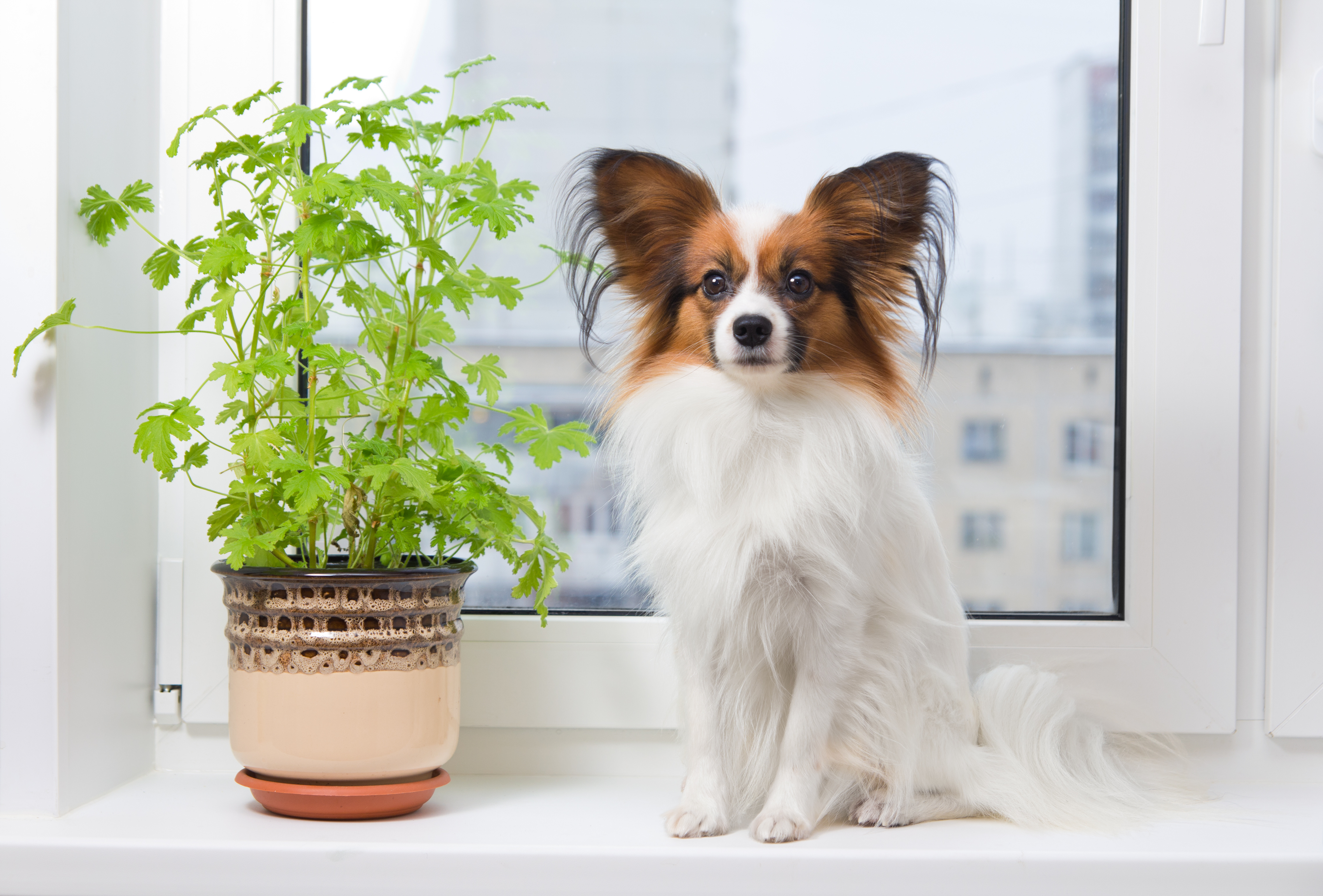 dog-and-flower-on-window-sill
