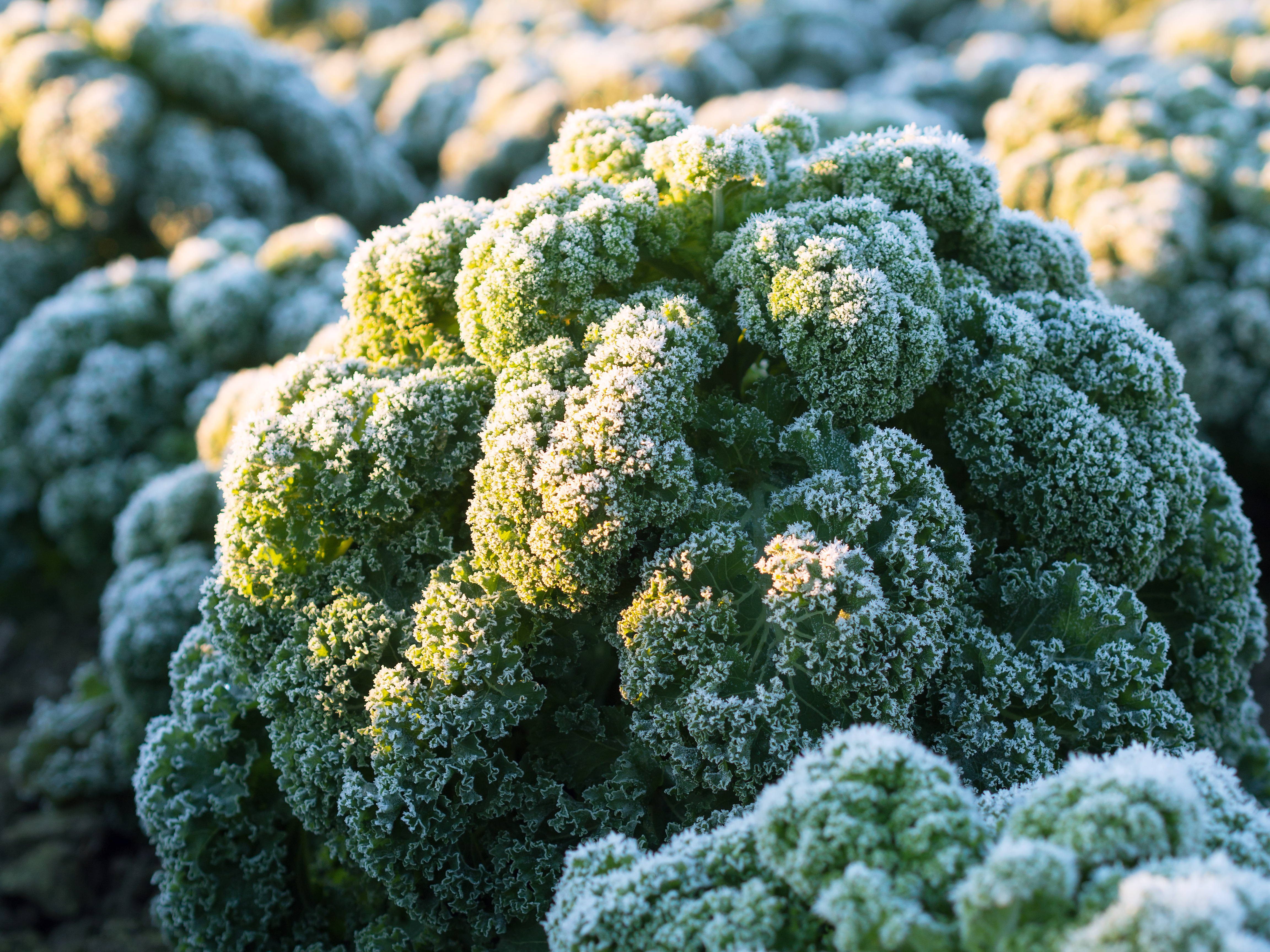 kale-in-autumn-frost