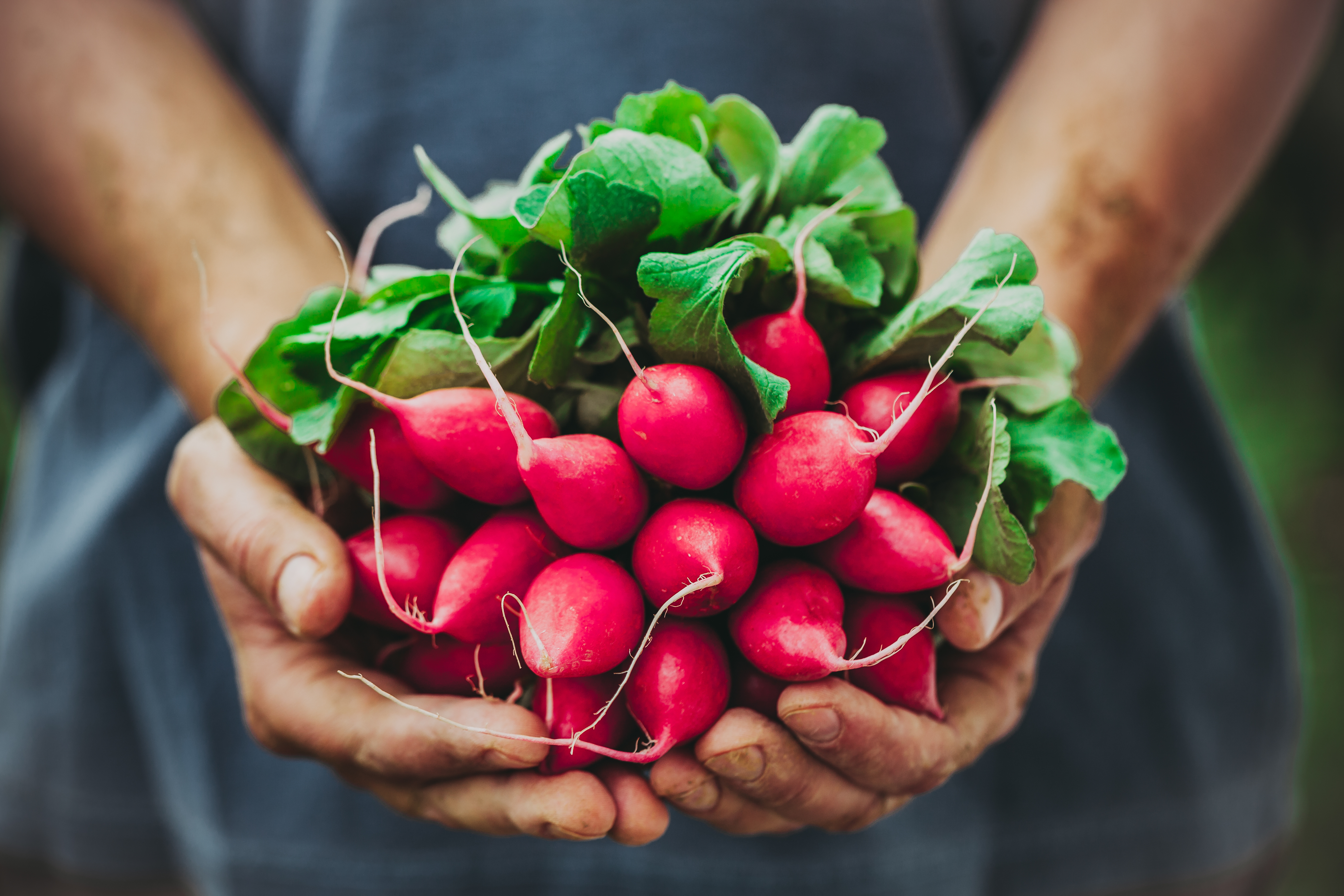 farmer-with-radishes