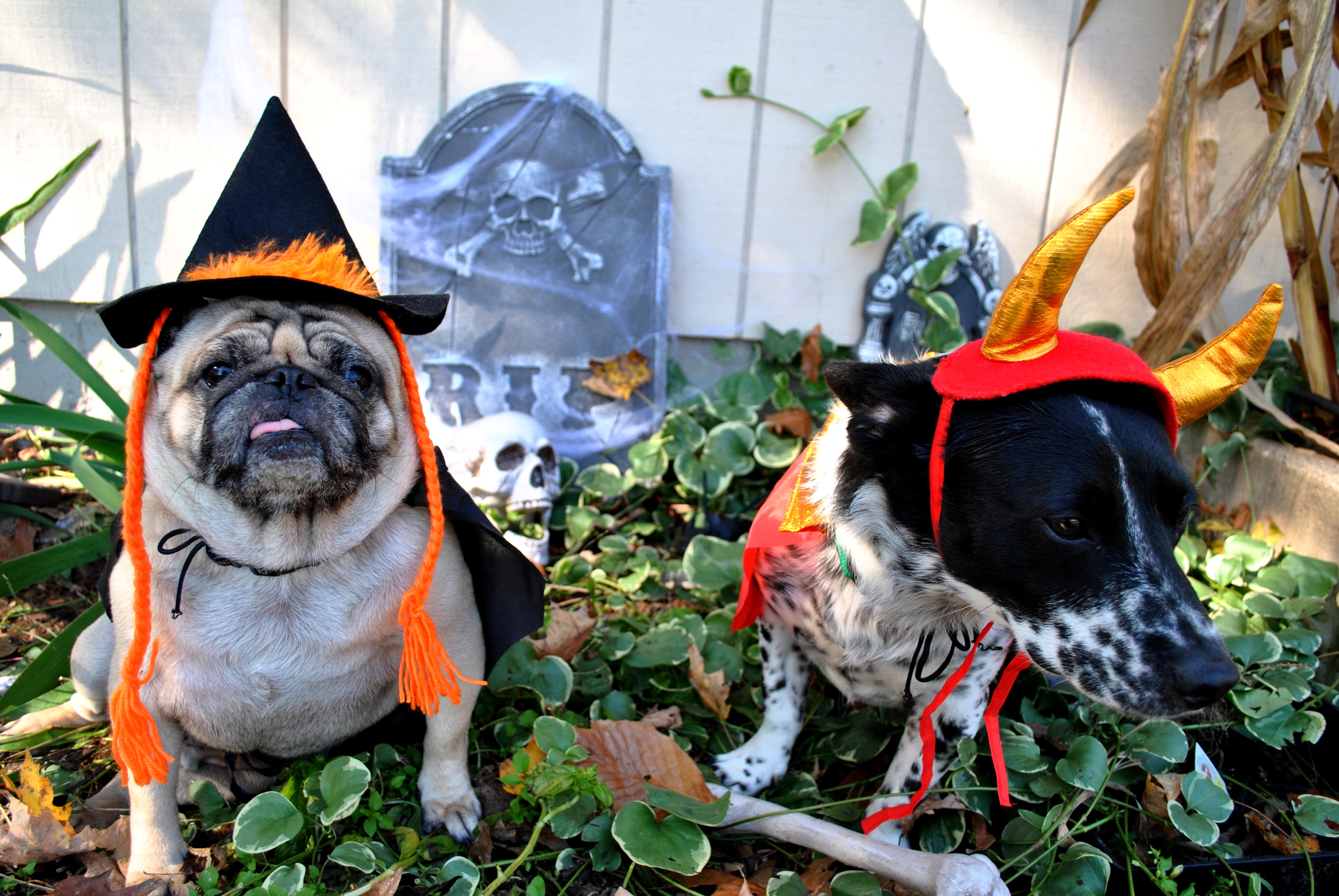 halloween-pups