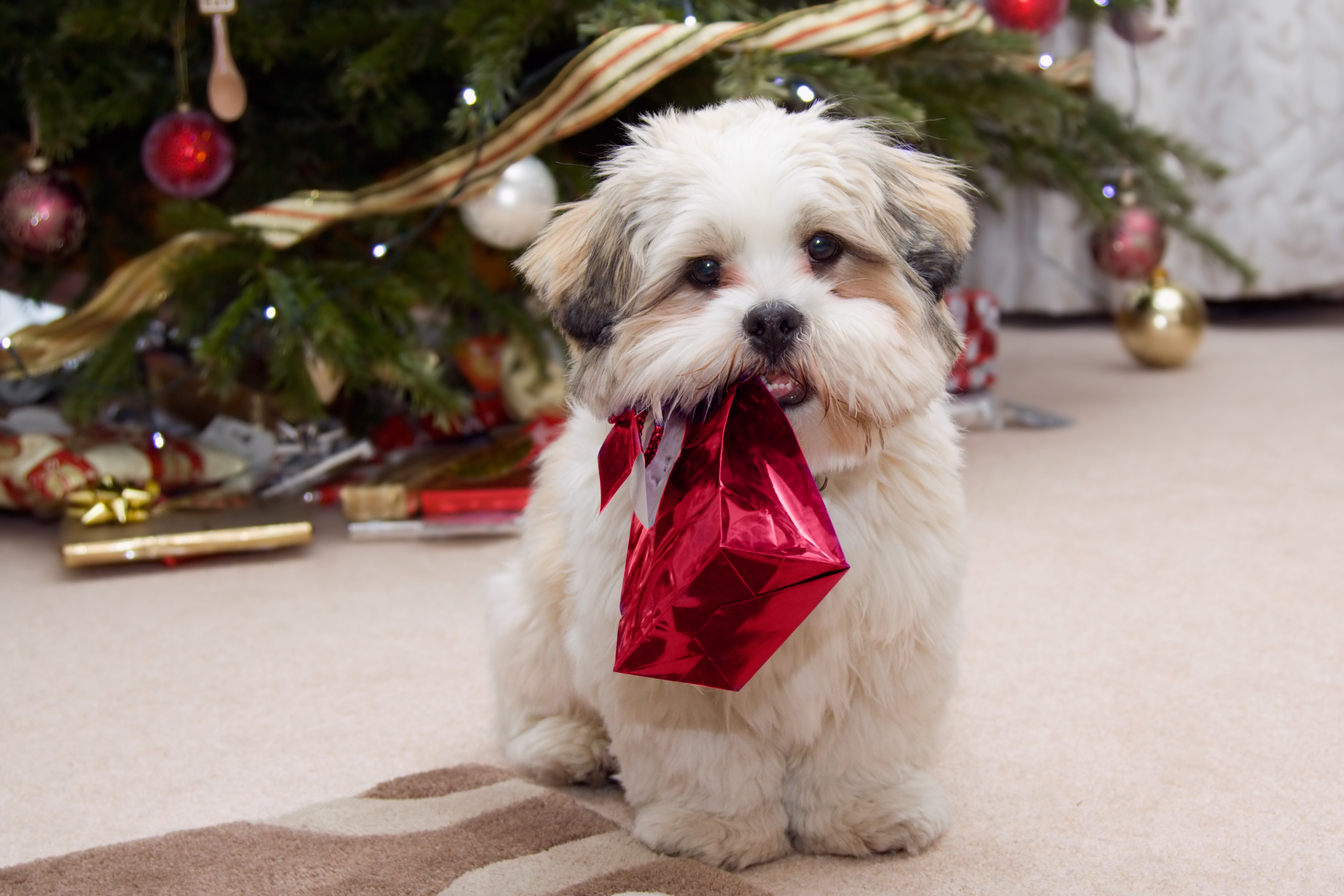 lhasa-apso-puppy-at-christmas