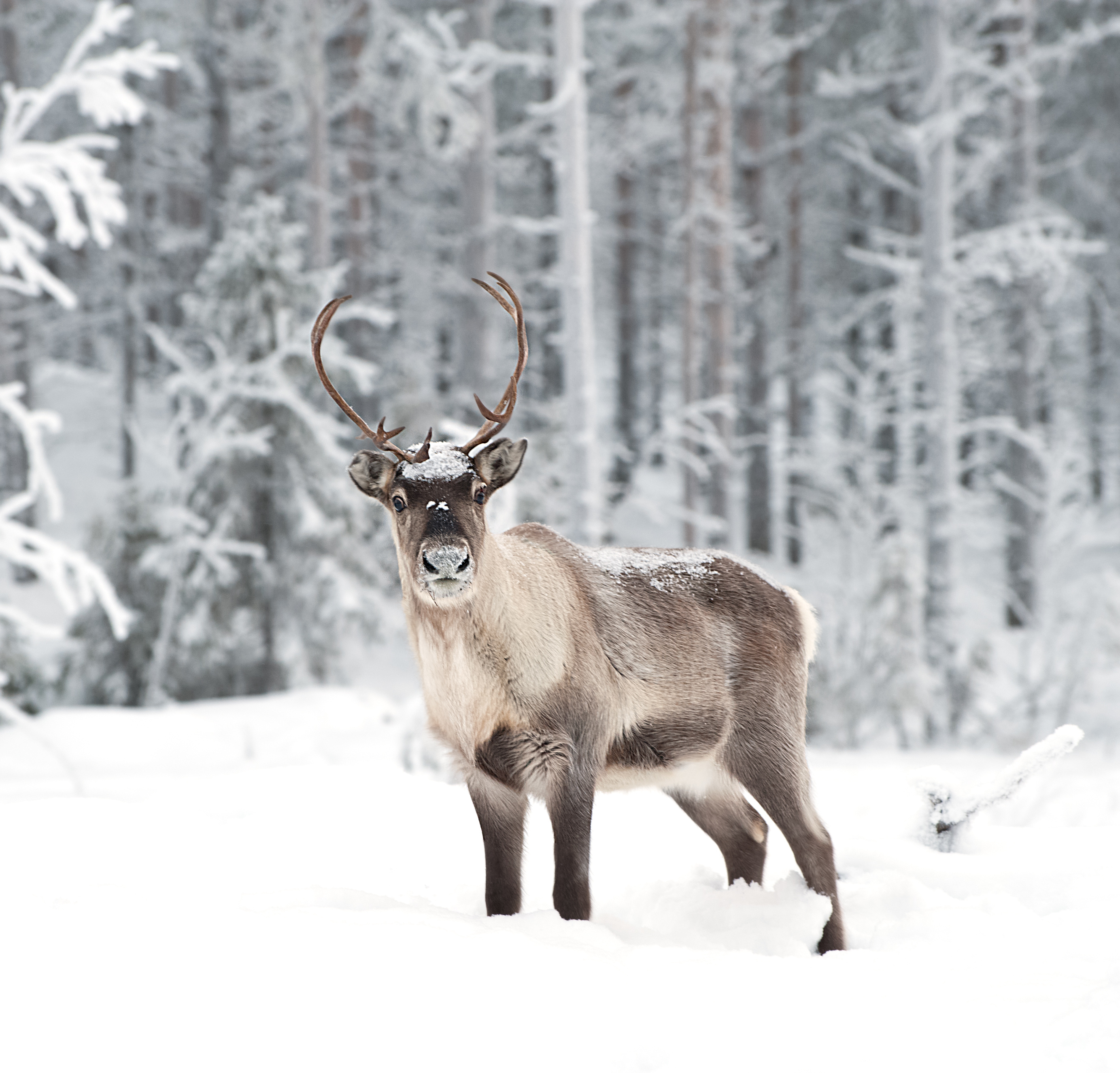 reindeer-in-scandinavia