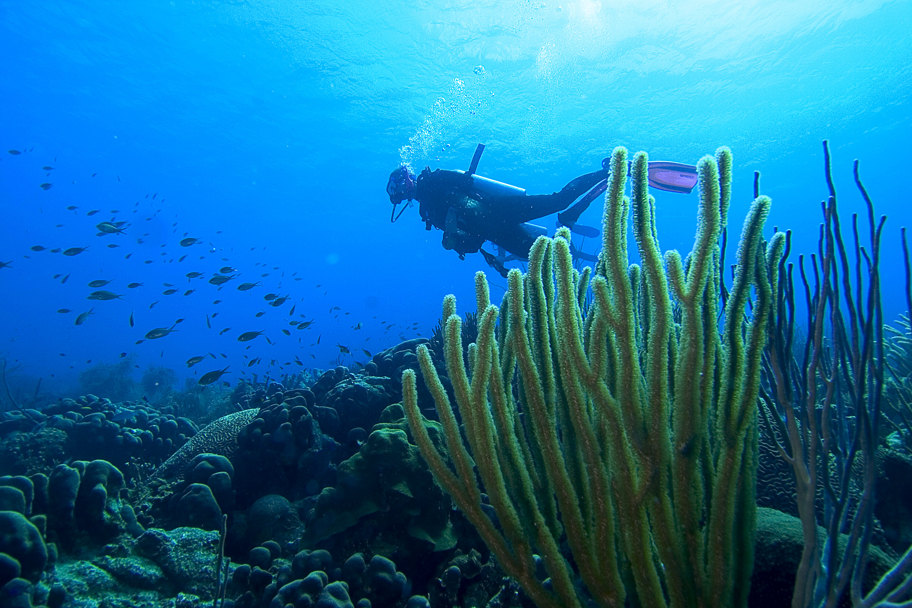 Scuba Diver in Coral Reef in Bonaire