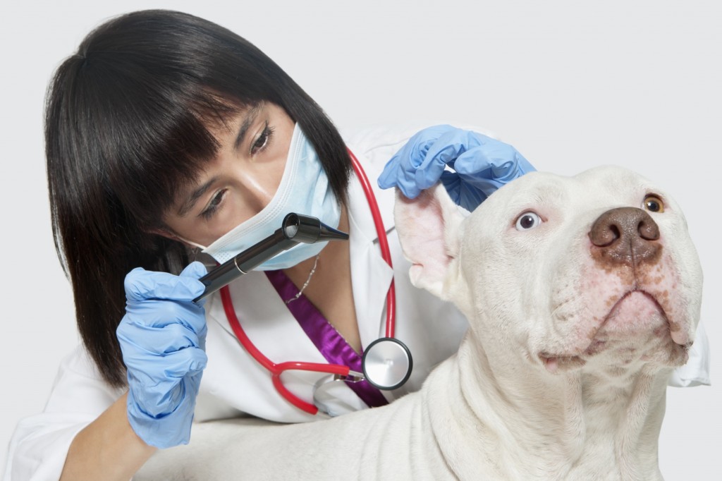 Vet-with-dog