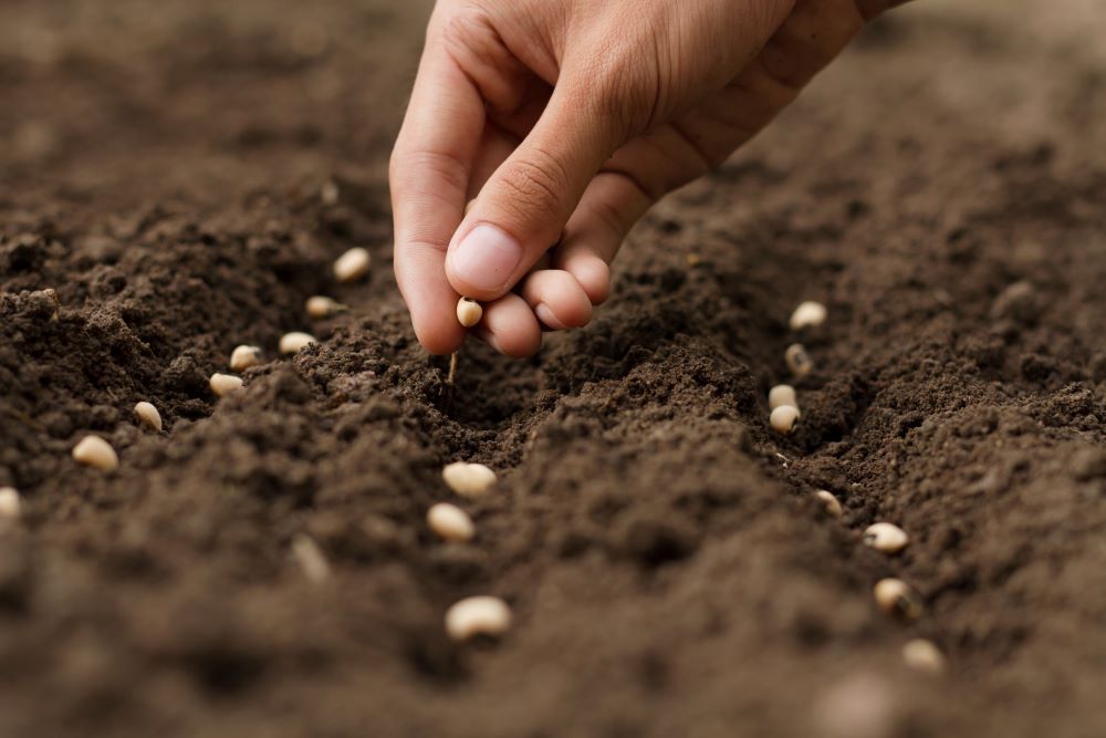 Planting Vegetable Seeds