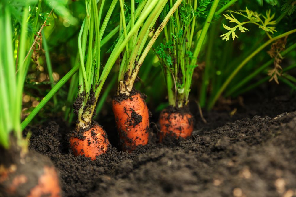 Carrots Growing In Soil