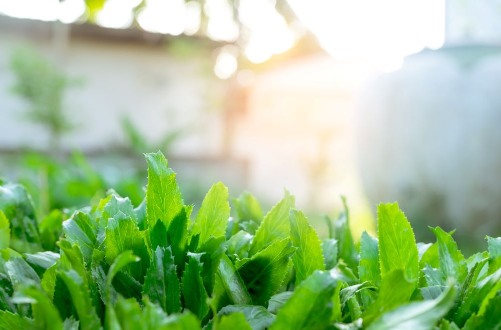 Vegetable Plants In Sunlight