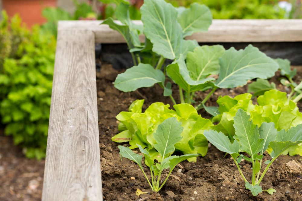 Planting A Vegetable Garden