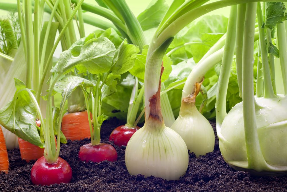 Onions Radishes And Carrots In Vegetable Garden