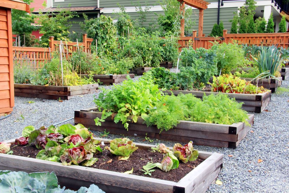 Raised Garden Bed Vegetable Garden