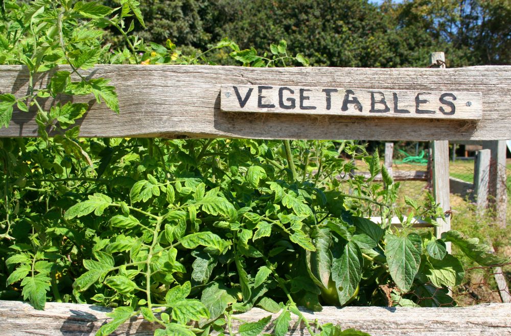 Vegetable Garden