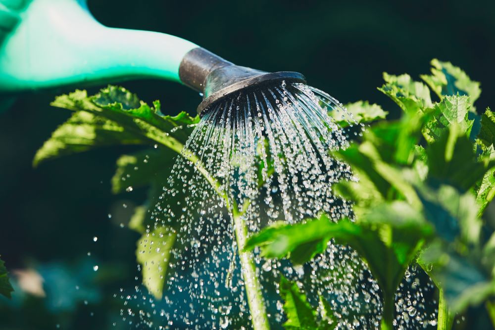 Watering The Vegetable Garden