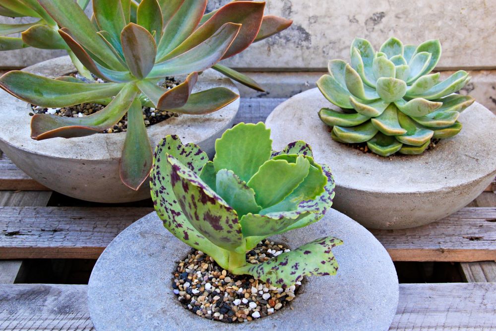 Diy Large Cement Flower Pots - Drop Cloth Cement Planters Infarrantly