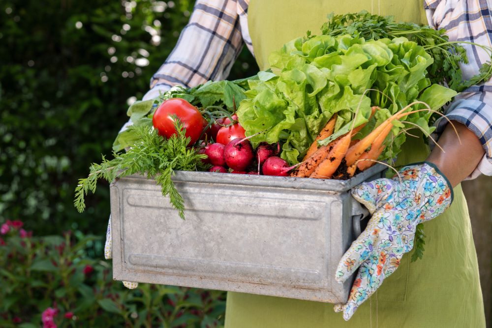 Fresh Vegetables From Garden