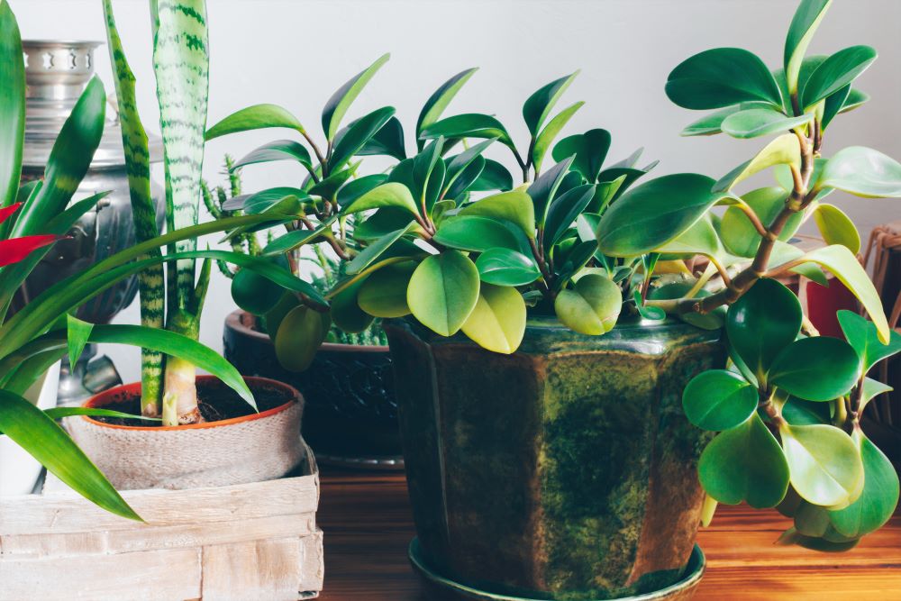 How To Grow Healthy Houseplant - Take Care Of Houseplant's Leaves