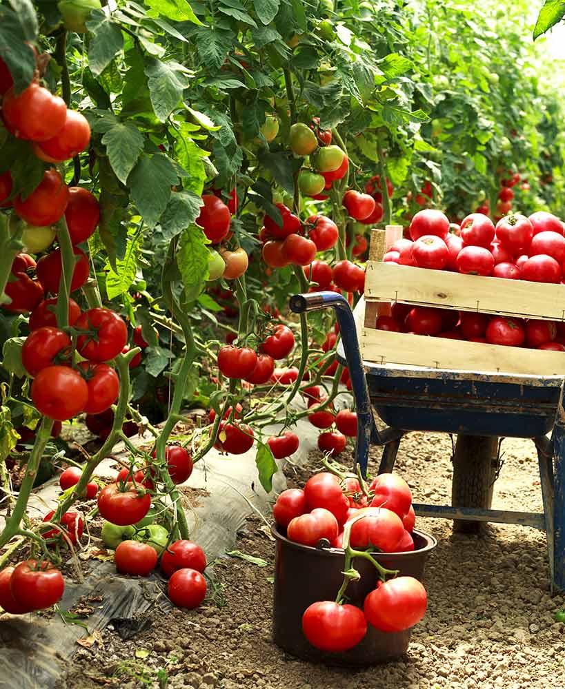 Mortgage Lifter Tomato