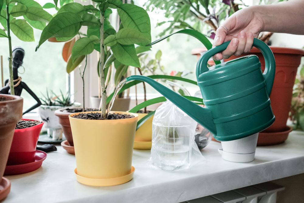 How To Grow Healthy Houseplant - Watering Houseplants