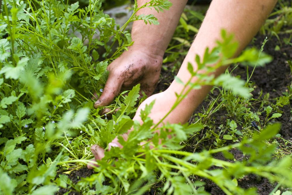 Weed Control In Grass