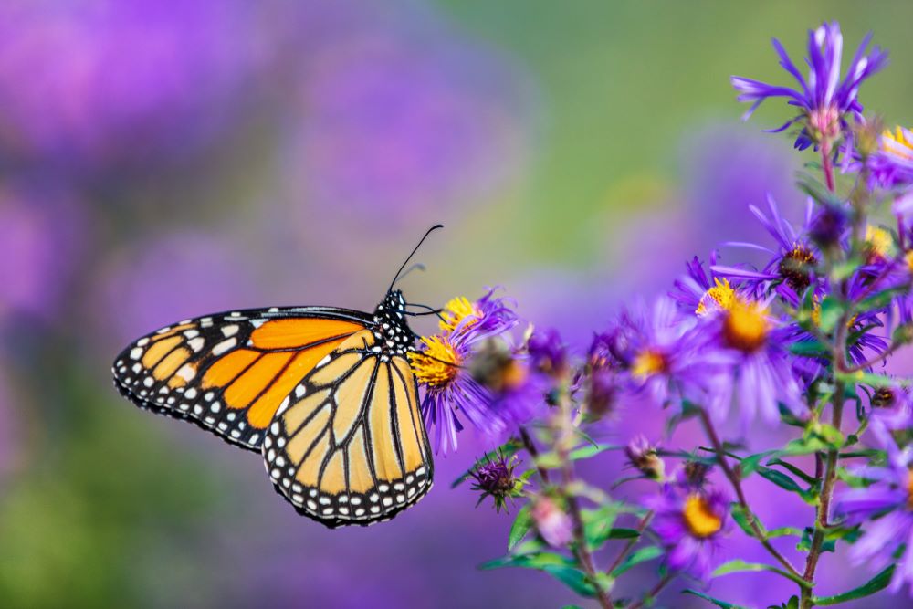 Easy Outdoor Crafts - Butterfly Garden