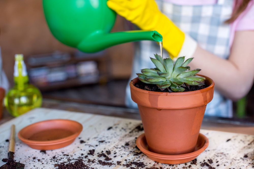 How To Care For Indoor Succulents - Water When Soil Is Dry