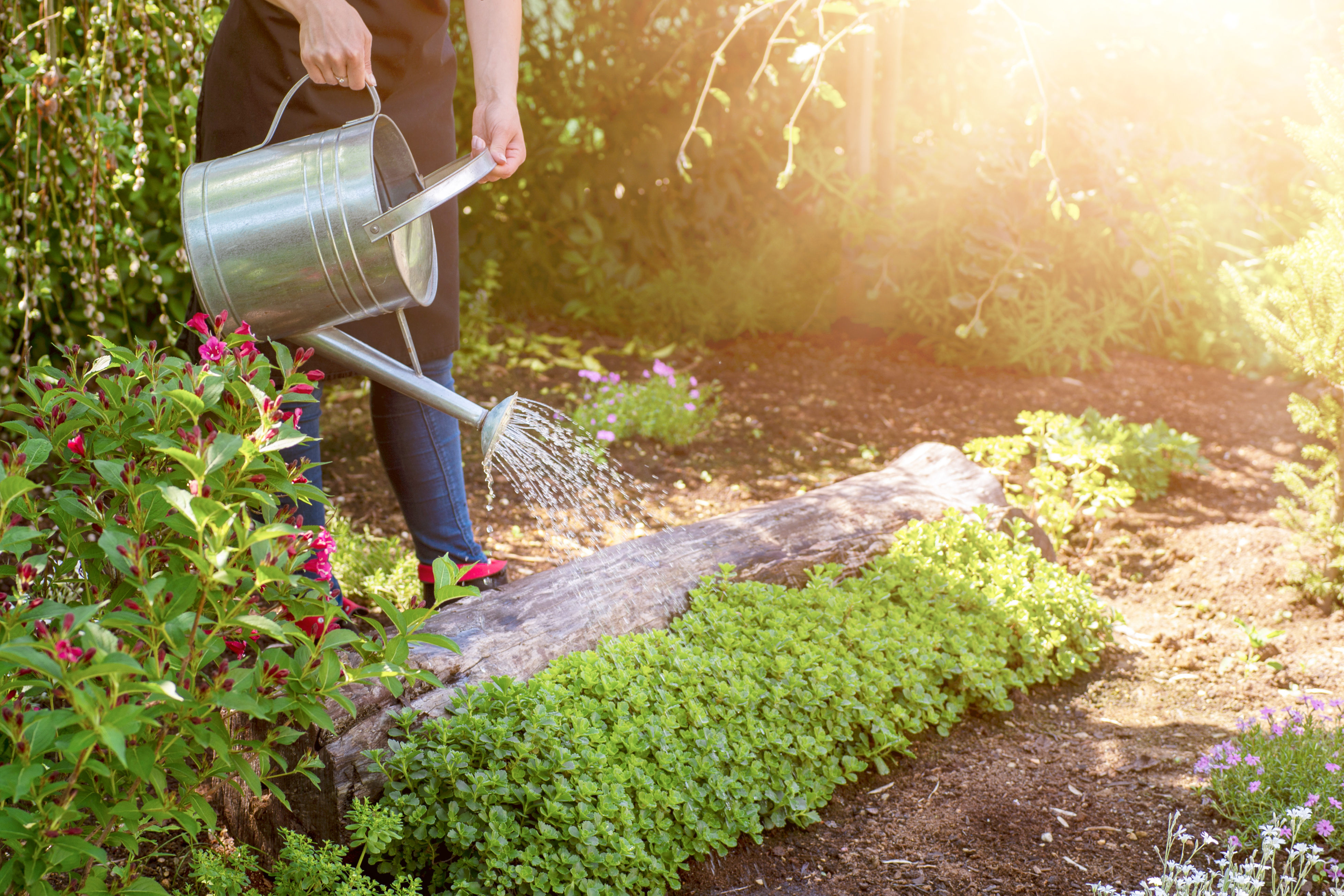 Beginner gardening tips