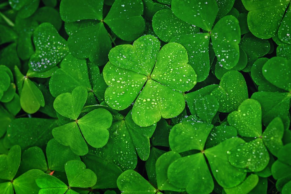 Facts About Four-Leaf Clovers: Why They're Lucky & How They Differ From  Shamrocks